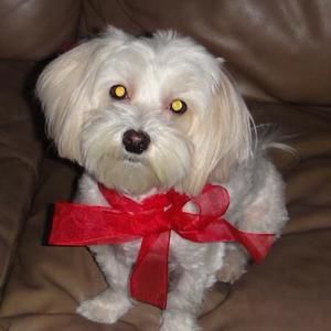 Meet your Posher, Xiaoling